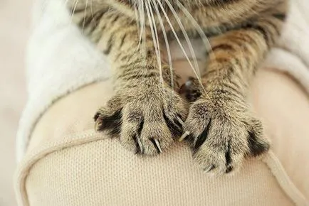 Статус режими за котки