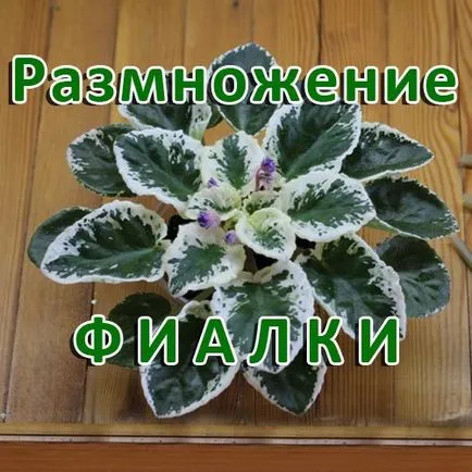 Вайълет и двете породи
