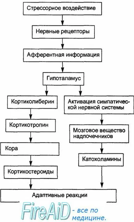 хормоните на стреса