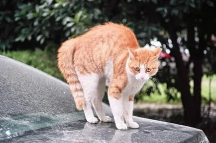 ядосан котка