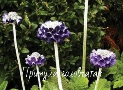 Цветни лехи в сянка