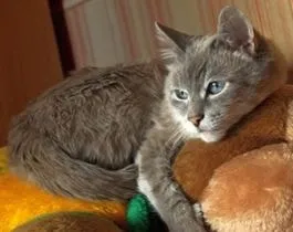 Точки за котки