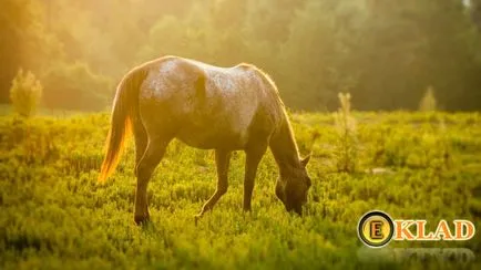 работа кон