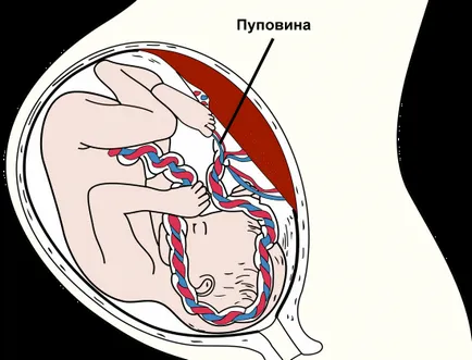 Ултразвук в третия триместър на бременността