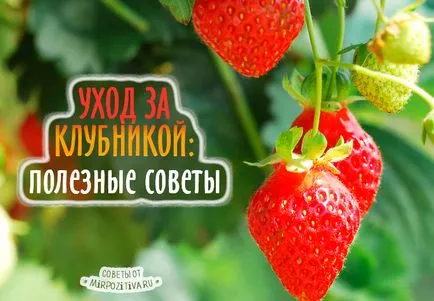 Как да се грижим за пролетни ягоди