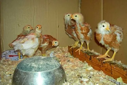 Как да расте пилета у дома Как да расте пилета у дома