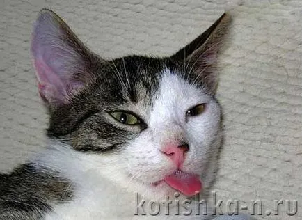 Котки с езика си излиза