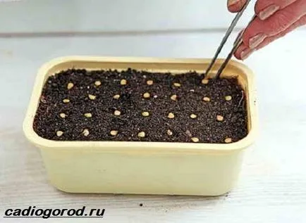 Как да засадим чушки