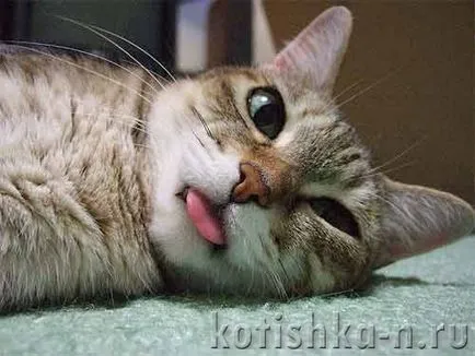 Котки с езика си излиза