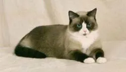 Cat порода с буквата