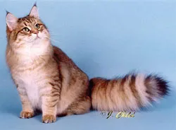 Cat порода с буквата