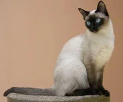 Cat порода с буквата