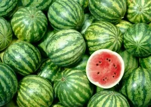 10 gyakori betegségek és kártevők görögdinnye (görögdinnye) 10 gyakori betegségek és kártevők görögdinnye