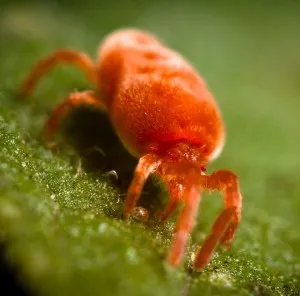 10 gyakori betegségek és kártevők görögdinnye (peronoszpóra) 10 gyakori betegségek és kártevők görögdinnye