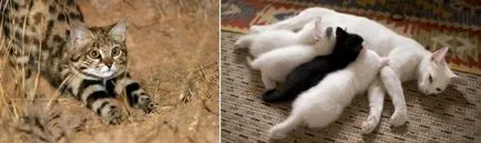 Котка се лапи