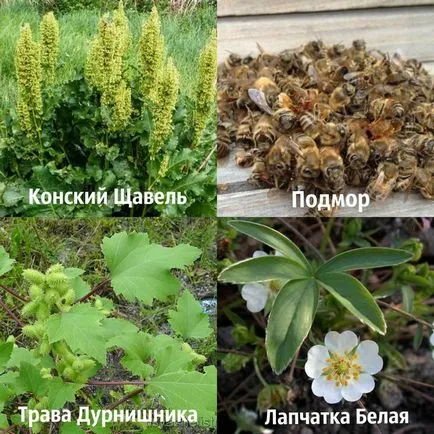 Лечение на народни средства за гуша Лечение на народни средства за гуша