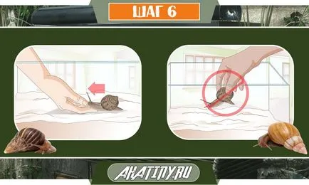 10 стъпки за грижа на охлюв Achatina у дома