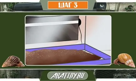 10 стъпки за грижа на охлюв Achatina у дома