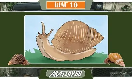 10 стъпки за грижа на охлюв Achatina у дома