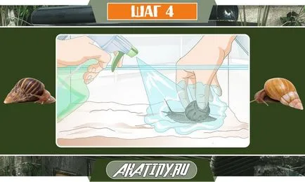 10 стъпки за грижа на охлюв Achatina у дома