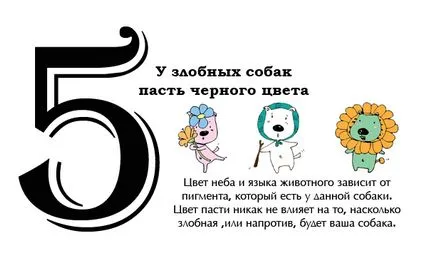 10 заблуди за кучета живот