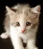 13 факти за котките, че не знаете - котката, мъркане, продава, котенца