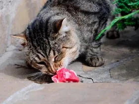 13 факти за котките, че не знаете - котката, мъркане, продава, котенца