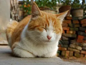 13 факти за котките, че не знаете - котката, мъркане, продава, котенца
