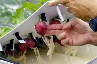 Aeroponics с ръцете си, където да получи оборудването и начина на събиране на инсталация