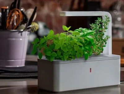 Aeroponics с ръцете си, където да получи оборудването и начина на събиране на инсталация