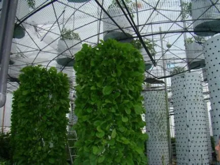 Aeroponics ръце - 3 начина за отглеждане на растенията във въздуха (ръце) Aeroponics ръце - 3 начина за отглеждане на растенията във въздуха
