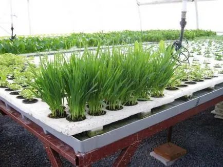Aeroponics ползи, техники, оборудване