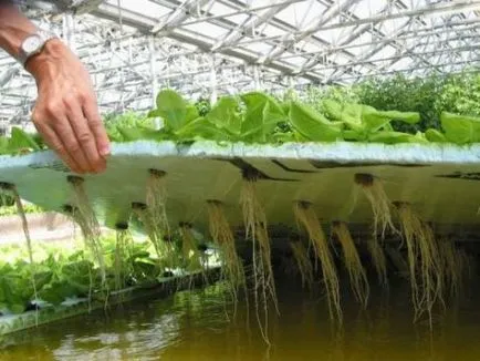 Aeroponics собствените си ръце 6 начина да се отглеждат растения във въздуха (растението aeroponics ултразвуков апарат със собствените си ръце жигльора) Aeroponics собствените си ръце 6 начина да се отглеждат растения във въздуха