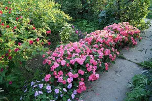 Impatiens градина тайни на засяване и грижи за растенията