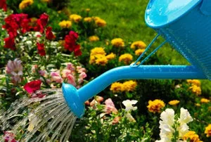 Impatiens градина тайни на засяване и грижи за растенията