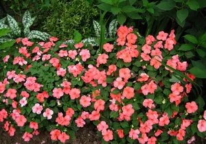 Impatiens градина тайни на засяване и грижи за растенията