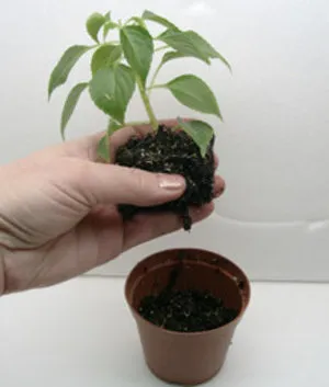 Impatiens градина тайни на засяване и грижи за растенията