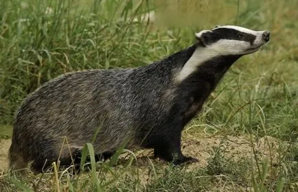 Badger животните и ценен от месото и мазнините