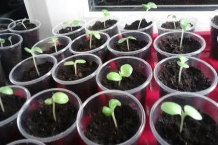 Impatiens отглеждане от семена, когато засадени
