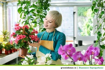 култивиране Begonia клубен и грижи