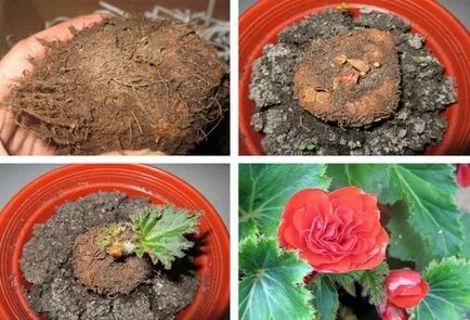 Begonia клубен засаждане и грижи в градината, отглеждане на правила