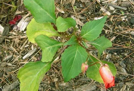 Impatiens градина