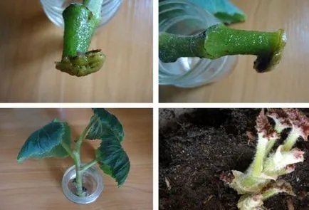 Begonia клубен засаждане и грижи в градината, отглеждане на правила
