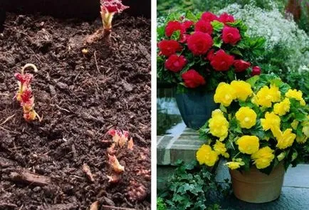 Begonia клубен засаждане и грижи в градината, отглеждане на правила