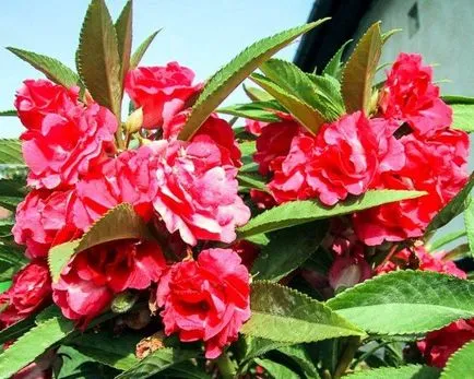 Impatiens отглеждане от семена, когато засадени