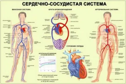 Побой на сърдечната честота и производителността на вековете