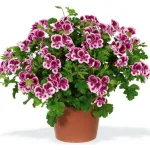 Ценна информация как да се грижите за растение в саксия Hippeastrum в дома