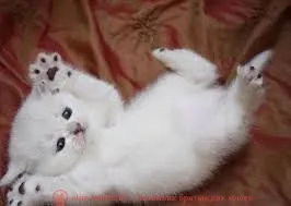 Британските снимки на котенца, цена или колко цената на един британски коте британска котка, и котката