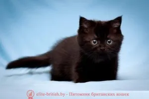 Британските снимки на котенца, цена или колко цената на един британски коте британска котка, и котката