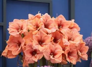 Ценна информация как да се грижите за растение в саксия Hippeastrum в дома